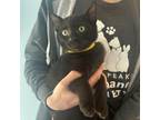 Adopt Squash a Domestic Short Hair