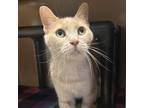 Adopt Apollo a Domestic Short Hair