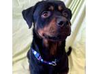Adopt Huey a Rottweiler
