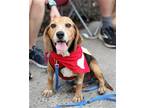 Adopt Levi (Beagle) a Beagle