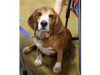 Adopt Ratchet a Beagle