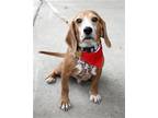 Adopt Rodney (Beagle) a Beagle