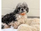 Adopt Walter a Shih Tzu, Mixed Breed