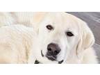 Adopt Keaton a Great Pyrenees