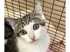 Adopt Lobster a Domestic Medium Hair