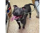 Adopt Prince a Pit Bull Terrier