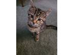 Adopt Sesame - LE/LJ a Domestic Short Hair