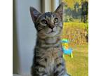 Adopt Charlie a Domestic Short Hair