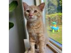 Adopt Benedict a Domestic Short Hair