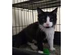Adopt Shogun a Domestic Long Hair
