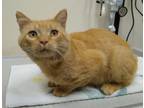 Adopt Sylvester a Domestic Short Hair