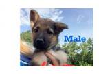 Adopt MJ a German Shepherd Dog