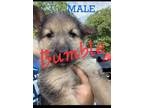 Adopt Bumble a German Shepherd Dog