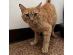 Adopt Morris a Domestic Short Hair