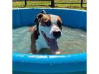 Adopt Brutus a Mixed Breed