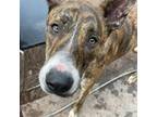 Adopt Stanley a Mixed Breed