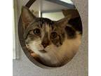 Adopt Scout a Domestic Short Hair