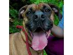 Adopt Grizwald a Mixed Breed