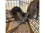 Adopt Linus a Domestic Short Hair