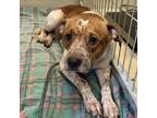 Adopt Bingo a Mixed Breed