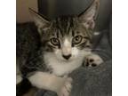 Adopt Nick a Domestic Short Hair