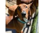 Adopt Drew a Mixed Breed