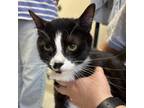 Adopt Bumblebee aka Bella a Domestic Short Hair