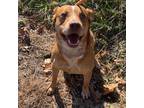 Adopt Ace a Mixed Breed