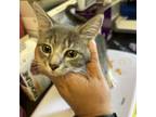 Adopt Gimlet a Domestic Short Hair