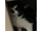 Adopt Kevin a Domestic Short Hair
