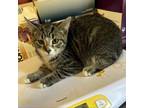Adopt Old Fashioned a Domestic Short Hair
