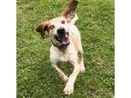 Adopt Wayne a Mixed Breed