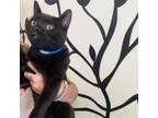 Adopt Emerald a Domestic Short Hair