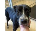 Adopt Oliver a Mixed Breed