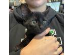 Adopt Beetle Juice a Domestic Medium Hair