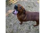 Adopt Sonny a Mixed Breed