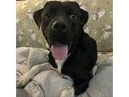 Adopt Remington a Mixed Breed