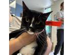 Adopt Paws a Domestic Short Hair