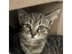 Adopt Joe a Domestic Short Hair