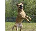 Adopt Buck a Mixed Breed