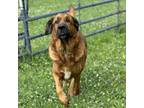 Adopt Bear a Mixed Breed
