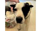 Adopt Booge a Mixed Breed