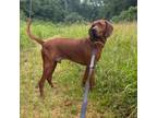 Adopt Drox a Mixed Breed