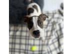 Adopt Ezra a Pit Bull Terrier, Mixed Breed