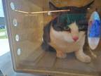 Adopt Thunder a Domestic Short Hair