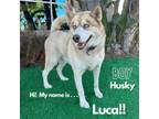 Adopt Luca a Siberian Husky