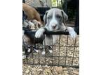Adopt Marco a Labrador Retriever, American Staffordshire Terrier