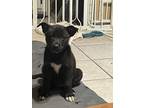 Adopt Popeye a German Shepherd Dog, Labrador Retriever