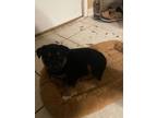 Adopt Brutus a German Shepherd Dog, Labrador Retriever