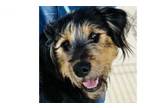 Adopt Baker a Irish Wolfhound
